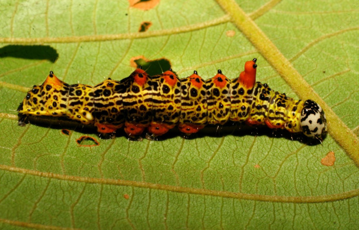 Fig. 17. Larva de <i>Ianassa</i> druceiDHJ04 (Notodontidad), vista lateral donde se aprecia las protuberancias en su dorso, comiendo <i>Inga oerstediana</i> (Fabaceae). Voucher: 07-SRPN-24695-DHJ434162.