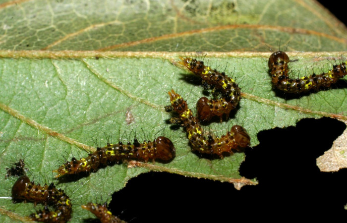 Fig. 14. Larva de <i>Ianassa</i> druceiDHJ04 (Notodontidae), al cambiar de estadío su piel se expande para aumentar su tamaño, dejando la piel antigua, ademas su coloración varia en cada proceso. Voucher: 07-SRNP-33679-DHJ430861.