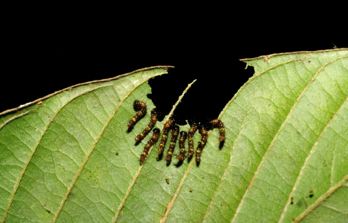 Fig. 13. Larva de <i>Ianassa</i> druceiDHJ04 (Notodontidae), con gran similitud en sus primeros estadíos <i>Ianassa</i> rusticaDHJ05. Voucher: 07-SRNP-33679-DHJ430866.