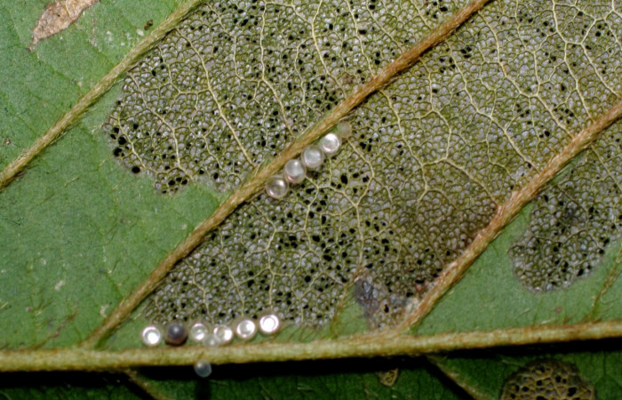 Fig. 11. Huevos eclosionados de <i>Ianassa</i> druceiDHJ04 (Notodontidad), las larvas al nacer se alimentan del cascaron de los huevos ya que les aporta proteínas. Voucher: 07-SRNP-33679-DHJ430870.