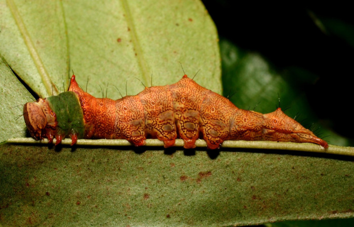Fig. 8. Larva de <i>Ianassa</i> rusticaDHJ05 (Notodontidad), con polimofismo para una mejor adaptabilidad y camuflaje de sus depredadores. Voucher: 10-SRNP-36716-DHJ477820