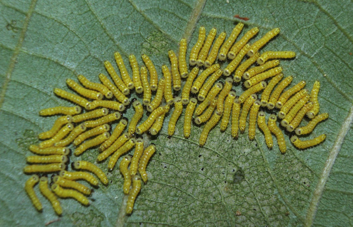 Fig. 12. Larvas de <i>Ianassa</i> druceiDHJ04 (Notodontidad), las orugas con tan solo un tamaño de 4 milímetros presentan un mimetismo aposematico que le permite de advertencia a depredadores. Voucher: 14-SRNP-72054-DHJ26384.