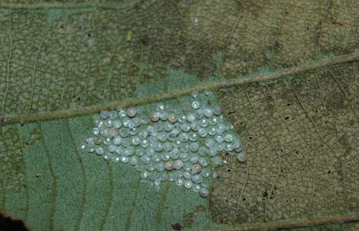 Fig. 10. Huevos eclosionados de <i>Ianassa</i> druceiDHJ04 (Notodontidad), los huevos son puestos en el envés de la hoja de <i>Inga oerstediana</i> planta hospedera. Voucher: 14-SRNP-72054-DHJ26385.