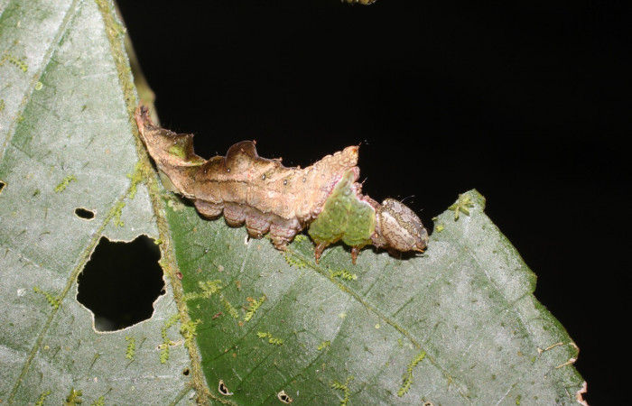 Fig. 1. Larva de <i>Ianassa</i> moribundaDHJ02 (Notodontidad), alimentándose de <i>Acalypha diversifolia</i> (Euphorbiacea). Voucher: 17-SRNP-190-DHJ704225.
