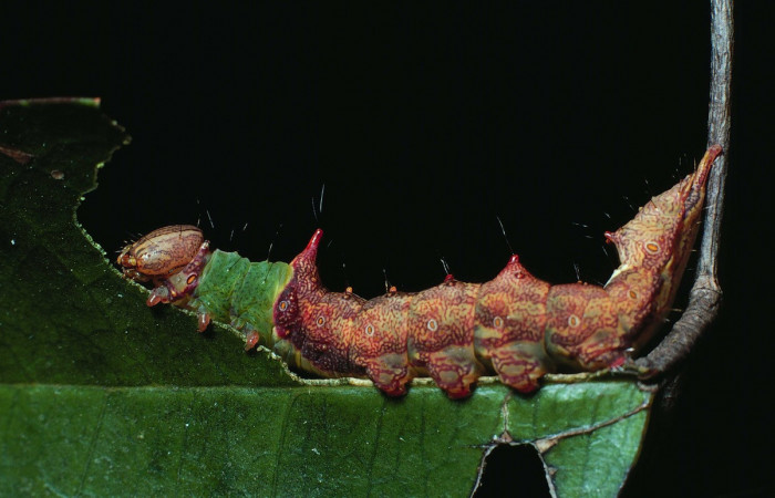 Fig. 7. Larva de <i>Ianassa</i> rusticaDHJ05 (Notodontidad), simulando el borde de la hoja para pasar desapersivida de aves depredadoras. Voucher: 83-SRNP-89-DHJ5012