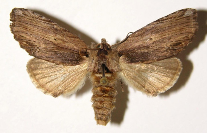 Fig. 4. Hembra de <i>Ianassa</i> moribundaDHJ02 (Notodontidad), posee un abdomen mas robusto que los machos. Voucher: 85-SRPN-406-DHJ300628.