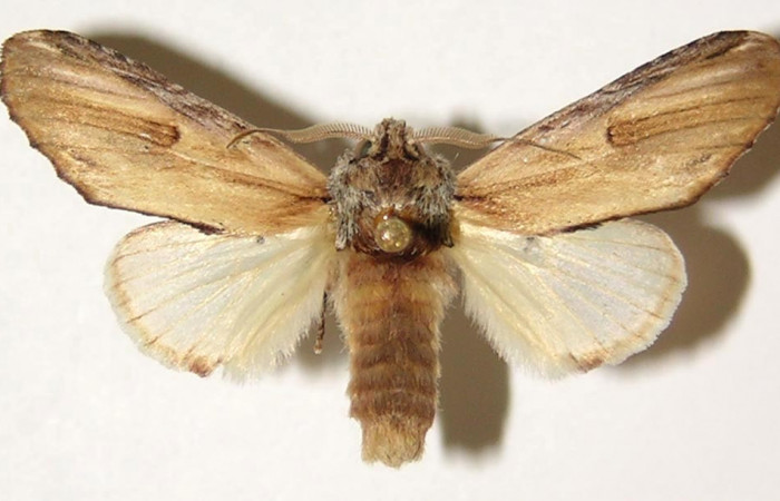 Fig. 5. Macho de <i>Ianassa</i> JanzenDHJ02 (Notodontidad), posee antenas plumosas muy característico de los machos. Voucher: 91-SRPN-2187-DHJ300652.