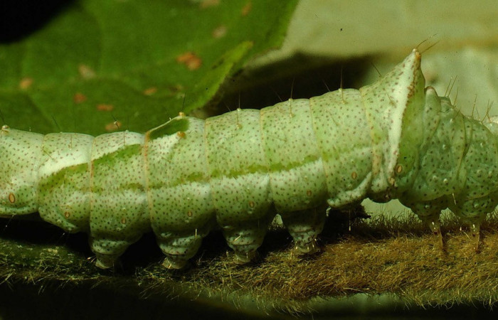 Fig. 5. Larva de <i>Ianassa</i> JanzenDHJ02 (Notodontidad), alimentándose de <i>Croton yucatanensis</i> (Euphorbiacea). Voucher: 94-SRNP-5034-DHJ26276.