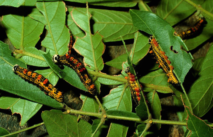 Fig. 18. Larva de <i>Ianassa</i> druceiDHJ04 (Notodontidad), compitiendo por su alimentación alimentándose de <i>Inga vera</i> (Fabaceae). Voucher: 95-SRPN-4984-DHJ23692.