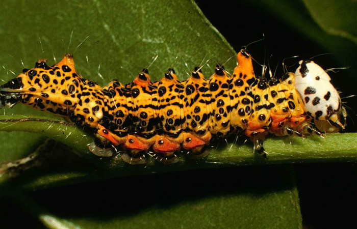 Fig. 16. Larva de <i>Ianassa</i> druceiDHJ04 (Notodontidad), mostrando una coloración muy apropiada que le permite de advertencia ya que estos colores son interpretados por la naturaleza como venenosos. Voucher: 98-SRPN-4671-DHJ45290.