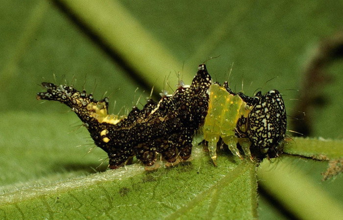 Fig. 2. Larva de <i>Ianassa</i> moribundaDHJ02 (Notodontidad), alimentándose de <i>Viguiera dentada</i> (Asteraceae). Voucher: 98-SRNP-9672-DHJ46909.