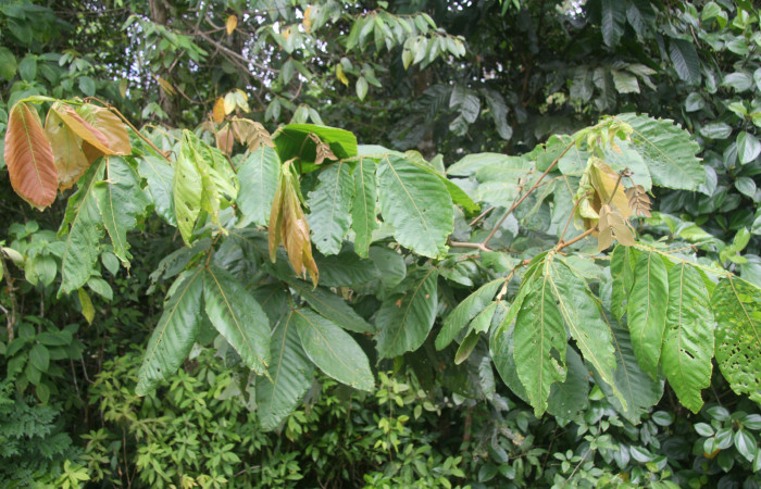 Fig. 19. <i>Inga oerstediana</i> (Fabaceae), planta hospedera <i>Ianassa</i> druceiDHJ04 (Notodontidad), las hembras colocan sus huevos en la parte ventral de la hoja (envés).