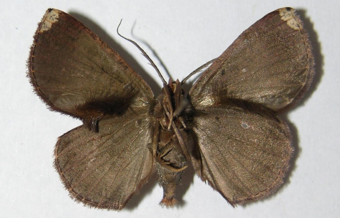 Fig 11. Adulto <i>Perissopteryx commendata</i>, el tamaño es de 31 mm en alas abiertas (macho).
Voucher 05-SRNP-33244-DHJ330403 