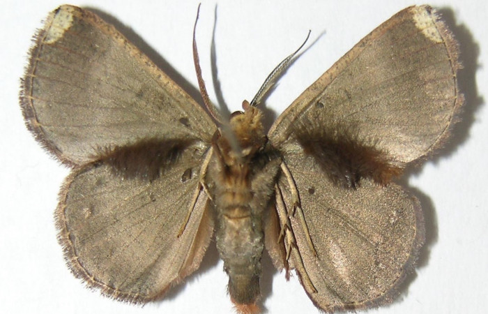 Fig 14. Adulto <i>Perissopteryx commendata</i>, el tamaño es de 31 mm en alas abiertas, vista ventral.
Voucher 06-SRNP-31437-DHJ344467