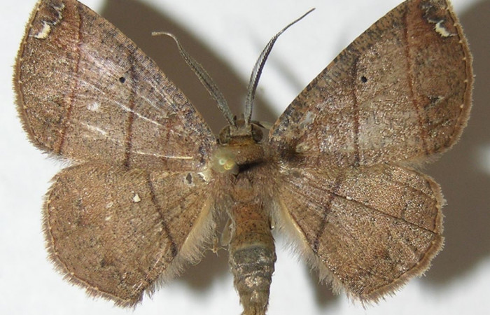 Fig 15. Adulto <i>Perissopteryx ugaldei</i>, el tamaño es de 29 mm en alas abiertas.
Voucher 08-SRNP-32616-DHJ505862.