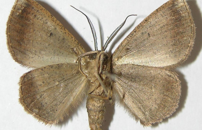 Fig 16. Adulto <i>Perissopteryx ugaldei</i>, el tamaño es de 29 mm en alas abiertas.
Voucher 08-SRNP-32616-DHJ505863.