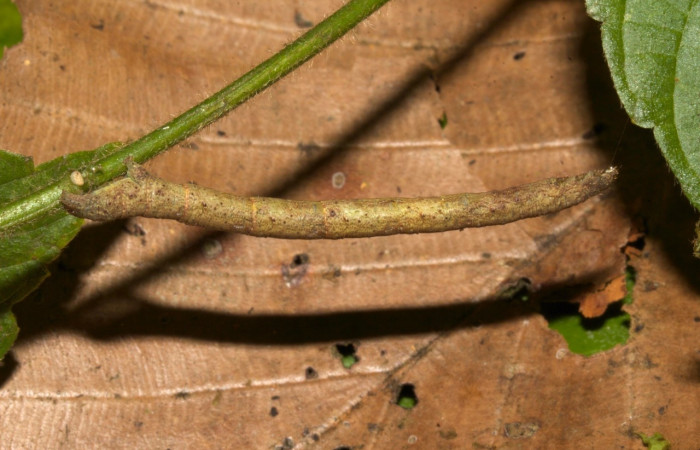 Fig 6. Larva <i>Perissopteryx commendata</i>, lateral entero último estadio, 50 mm de largo Sector Pitilla.
Voucher 19-SRNP-30450-DHJ749989.jpg