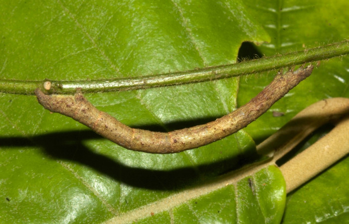 Fig 5. Larva <i>Perissopteryx commendata</i>, lateral entero ultimo estadio, 50 mm de largo Sector Pitilla.
Voucher 19-SRNP-30450-DHJ749990.jpg