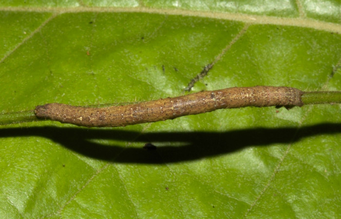 Fig 2. Larva<i> Perissopteryx commendata</i>, dorsal entero, último estadio, 50 mm de largo.
Voucher 19-SRNP-30450-DHJ749991.jpg