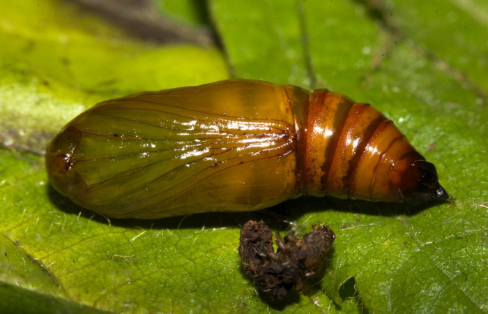 Fig 9. Pupa de larva <i>Perissopteryx commendata</i>, lateral entero último estadio, 15 mm de largo, Sector Pitilla.
Voucher 19-SRNP-30450-DHJ764185.jpg