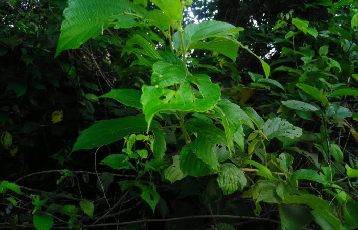 (Fig. 19.) Planta Gouania polygama familia Rhamnaceae, especie que más prefiere larva; <i>Perissopteryx commendata</i> y <i>Perissopteryx ugaldei</i>, Cresiendo en alrededores de Estación Biológica Llanura. Foto, Cirilo Umaña D. 09/ 07/ 2022 
