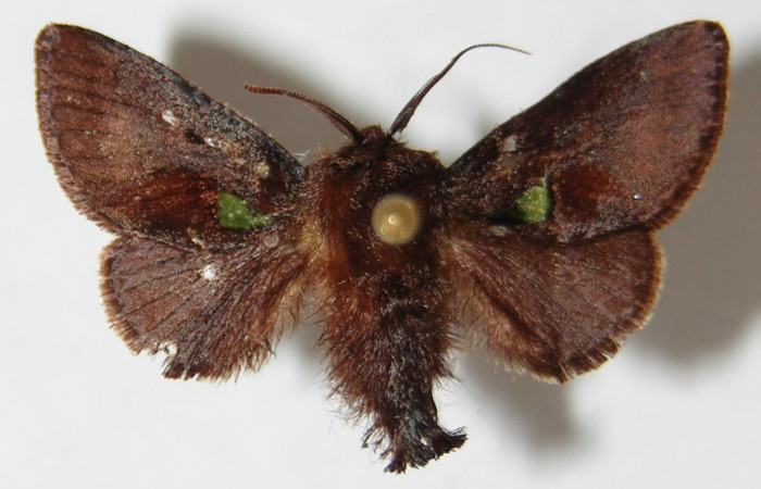 Figura 10.  Adulto de <i>Euclea mesoamericana</i> (macho), vista dorsal. ( 02-SRNP-23346-DHJ520544).