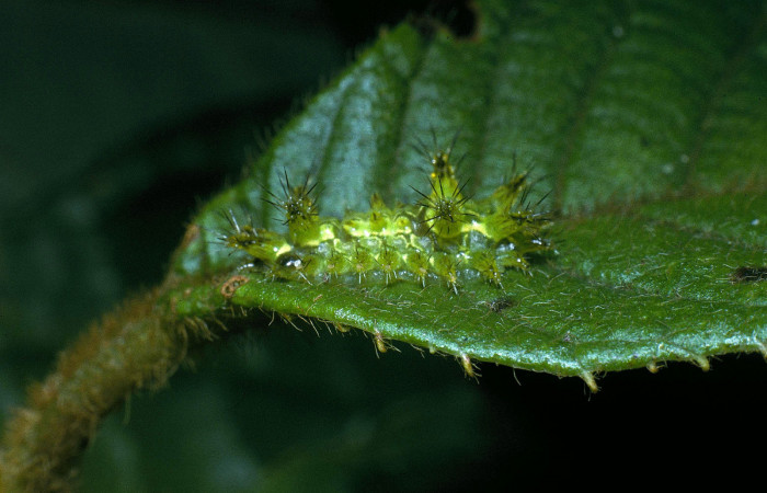 Figura 2.  Larva de <i>Euclea mesoamericana</i> vista lateral en tercer estadío. Voucher: 04-SRNP-35647-DHJ84848)