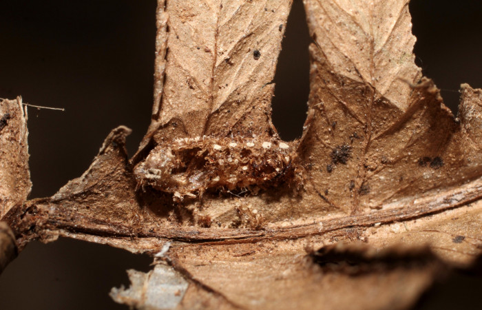 Figura12 Detalle de exuvia de parásito <i>Triraphis</i>  Janzen08, de la familia Braconidae, parásito de larva  <i>Euclea mesoamericana</i> Voucher: (10-SRNP-30444-DHJ498117)