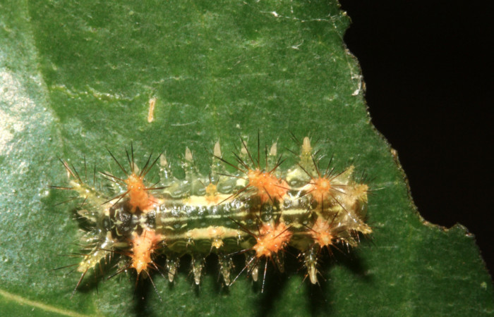 Figura 5. Larva de <i>Euclea</i> mesoamericanaDHJ03 vista dorsal en  penúltimo estadío. Voucher: 12-SRNP-43259-DHJ707134).