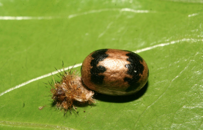 Figura15. Capullo de parásito <i>Casinaria macerata</i>  de la familia Ichneumonidae, que ataca larva <i>Euclea  mesoamericana<i>Voucher: (14-SRNP-70777-  DHJ722631)