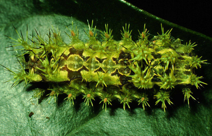 Figura 4.  Larva de <i>Euclea mesoamericana</i> vista dorsal en último estadío Voucher: 97-SRNP-1552-DHJ41655)