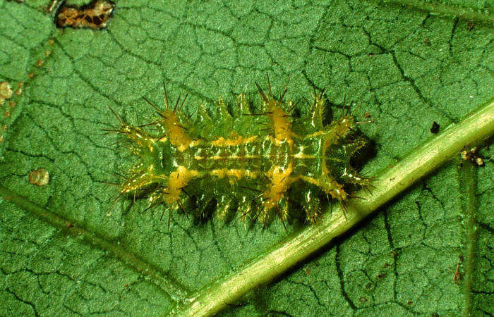 Figura 1.  Larva de <i>Euclea mesoamericana</i> vista dorsal en tercer estadestadío. Voucher: 97-SRNP-1575-DHJ41684)