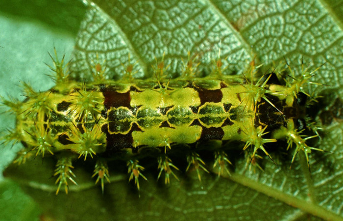 Figura 6. Larva de <i>Euclea</i> mesoamericanaDHJ04 vista dorsal en  penúltimo estadío. Voucher: 97-SRNP-964-DHJ40635).