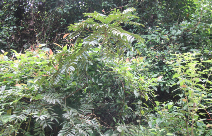 Figura 7. Planta hosperdera <i>Mosquitoxylum jamaicense</i> donde alimenta <i>Euclea mesoamericana</i>. Estación Biológica Botarrama, foto Keiner Aragon.