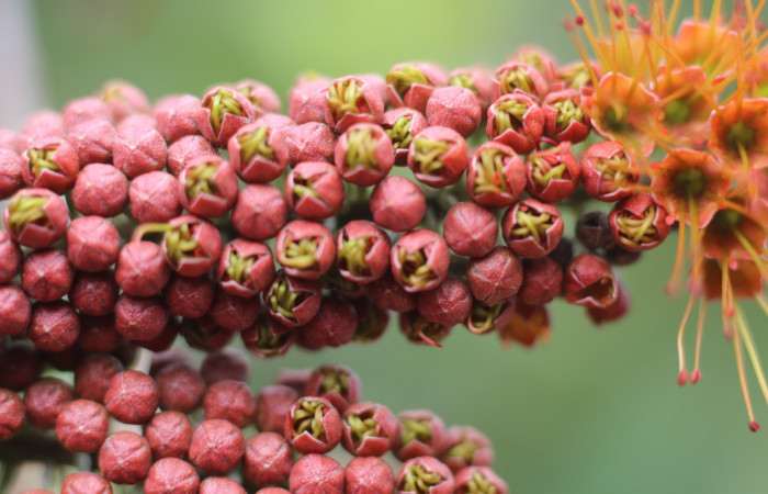 Figura. 10 Botones florales  <i>Combretum farinosum</i>, (Combretaceae). Area de Conservación Guanacaste. Sector  Santa Rosa. Sendero Casetilla. (elevación 250 metros), colectada el 11 febrero 2022. Foto. Jorge Hernández.