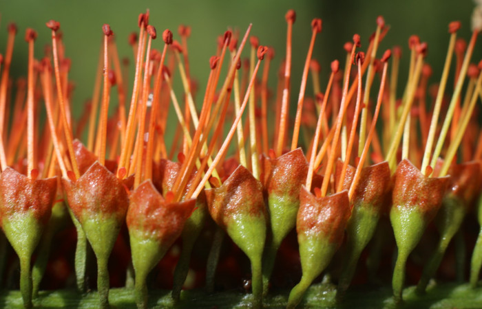 Figura. 11 Flores laterales  <i>Combretum farinosum</i>, (Combretaceae). Area de Conservación Guanacaste. Sector  Santa Rosa. Sendero Casetilla. (elevación 250 metros), colectada el 11 febrero 2022. Foto. Jorge Hernández.
