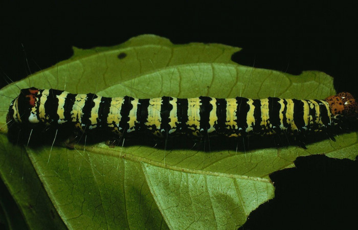 Figura. 12 Larva <i>Neotuerta sabulosa</i> (Noctuidae), posición dorsal entero alimentándose en <i> Combretum farinosum</i>, (Combretaceae). (91-SRNP-453-DHJ14072.jpg).