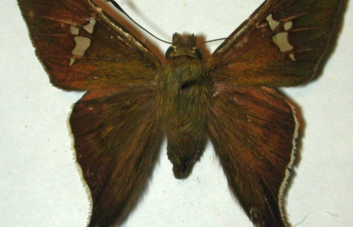 Figura. 15 Adulto <i>Cephise aelius</i> (Hesperiidae), posición vista dorsal. (94-SRNP-189-DHJ31547).