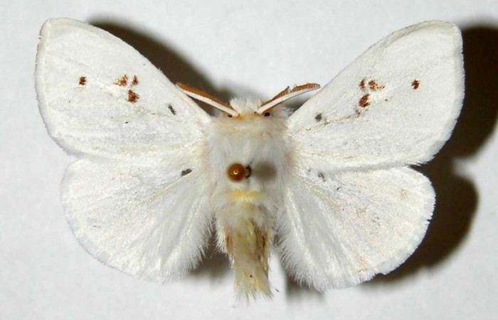 Figura. 17 Adulto <i>Thagona</i> tibialisDHJ02 (Erebidae), posición vista dorsal. (96-SRNP-10219-DHJ33864).