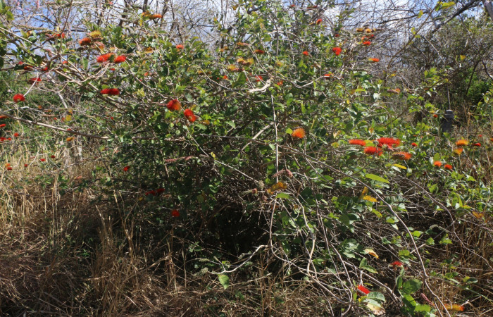 Figura. 1 Habitad <i>Combretum farinosum</i>, (Combretaceae). Area de Conservación Guanacaste. Sector Santa Rosa. Sendero Casetilla, (elevación 250 metros). Colectada el 11 febrero  2022. Foto. Jorge Hernández.