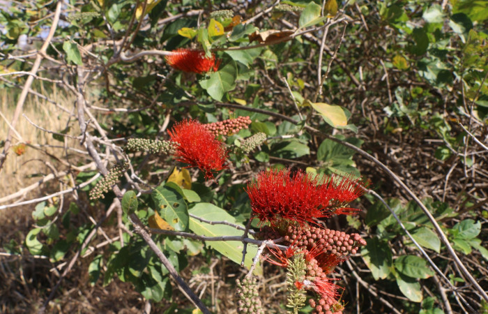 Figura. 2 Habitad <i>Combretum farinosum</i>, (Combretaceae). Area de Conservación Guanacaste. Sector  Santa Rosa. Sendero Casetilla. (elevación 250 metros), colectada el 11 febrero 2022. Foto. Jorge Hernández.