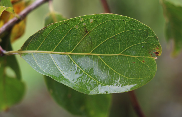 Figura. 4 Hoja haz <i>Combretum farinosum</i>, (Combretaceae). Area de Conservación Guanacaste. Sector  Santa Rosa. Sendero Casetilla. (elevación 250 metros), colectada el 11 febrero 2022. Foto. Jorge Hernández.