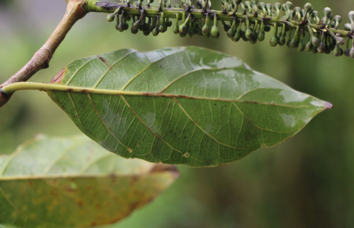 Figura. 5 Hoja envés <i>Combretum farinosum</i>, (Combretaceae). Area de Conservación Guanacaste. Sector  Santa Rosa. Sendero Casetilla. (elevación 250 metros), colectada el 11 febrero 2022. Foto. Jorge Hernández.