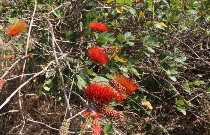 Figura. 6 Flores en rama <i>Combretum farinosum</i>, (Combretaceae). Area de Conservación Guanacaste. Sector  Santa Rosa. Sendero Casetilla. (elevación 250 metros), colectada el 11 febrero 2022. Foto. Jorge Hernández.