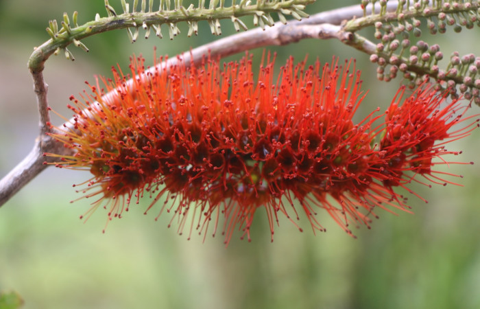 Figura. 7 Flores laterales  <i>Combretum farinosum</i>, (Combretaceae). Area de Conservación Guanacaste. Sector  Santa Rosa. Sendero Casetilla. (elevación 250 metros), colectada el 11 febrero 2022. Foto. Jorge Hernández.