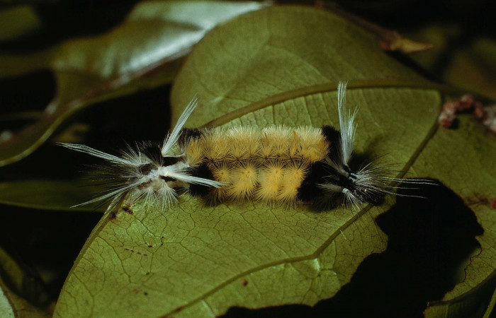 Figura 3. <i>Baritius maribellealvarezae</i> familia (Erebidae). En posición dorsal. Voucher 02-SRNP-18037-DHJ68429.