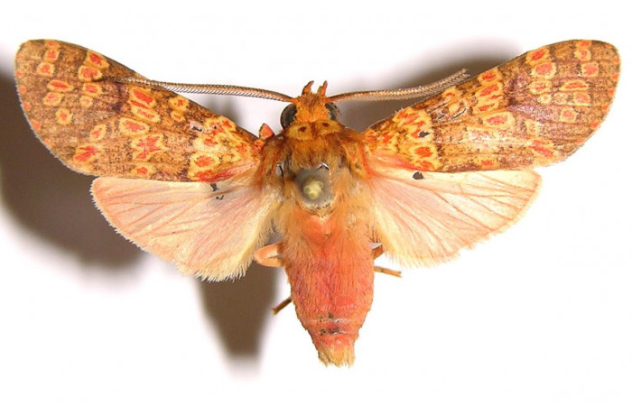 Figura 15.Adulto <i>Baritius maribellealvarezae</i> en posición dorsal. 02-SRNP-18037-DHJ94068.