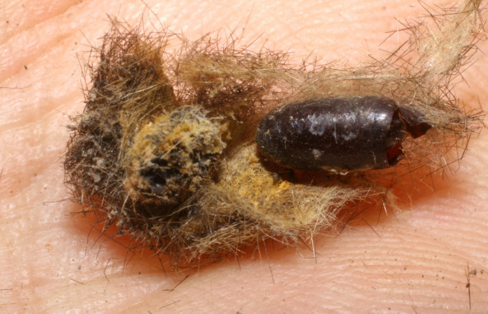 Figura 11. Pupario de <i>Carcelia</i> flavirostrisDHJ07 familia (Tachinidae), parásito en larva <i>Baritius maribellealvarezae</i>. Voucher 07-SRNP-33344-DHJ448608.