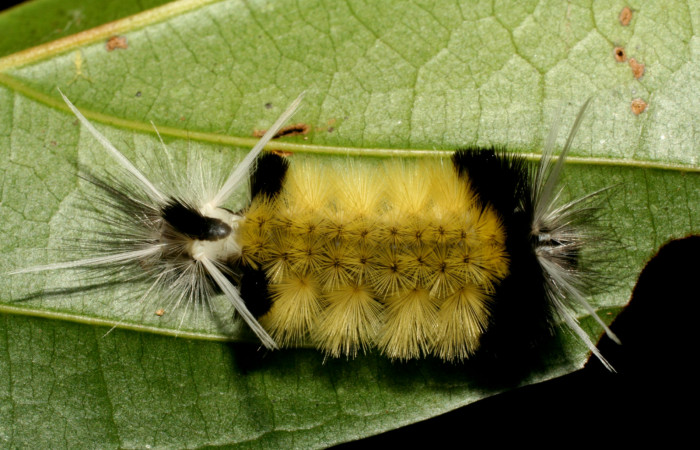 Figura 5. <i>Baritius maribellealvarezae</i> familia (Erebidae). En posición dorsal. Voucher 08-SRNP-32155-DHJ445815.