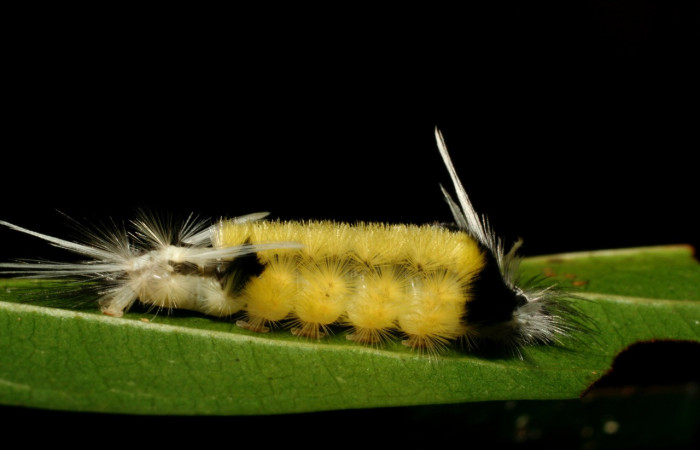 Figura 6. <i>Baritius maribellealvarezae</i> familia (Erebidae). En posición lateral. Voucher 08-SRNP-32155-DHJ445816.